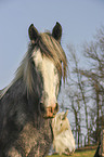 Shire Horse Portrait