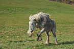 galloping Shire Horse