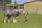 man and Shire Horses