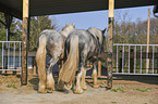 Shire Horses