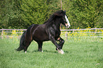 galloping Shire Horse