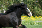 Shire Horse Portrait