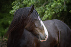 Shire Horse Portrait