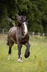 galloping Shire Horse