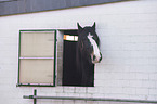 Shire Horse Portrait