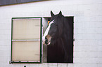 Shire Horse Portrait