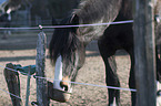 drinking Shire Horse