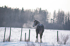 Shire Horse