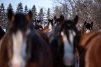 Shire Horse