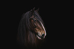 Shire Horse Portrait