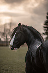 Shire Horse portrait