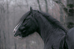 Shire Horse portrait