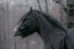 Shire Horse portrait