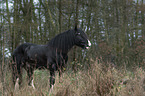 standing Shire Horse