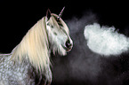 Shire Horse with holi powder