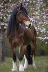 Shire horse