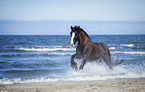 Shire Horse on the beach