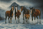 Shire Horses in winter