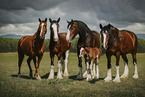 Shire Horses in summer