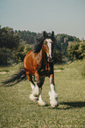 Shire Horse in summer
