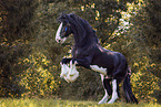 Shire horse stallion
