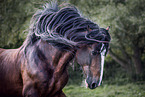 Shire horse stallion