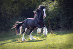 Shire horse stallion