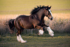 Shire horse stallion