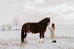 Shire Horse stallion