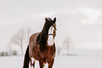 Shire Horse stallion