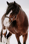 Shire Horse stallion