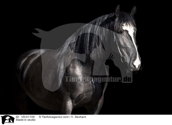 Schlesisches Warmblut im Studio / Slaski in studio / VD-01109