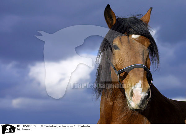 Sddeutsches Kaltblut im Portrait / big horse / IP-00352