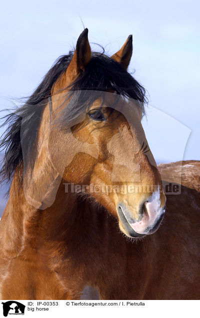 Sddeutsches Kaltblut im Portrait / big horse / IP-00353