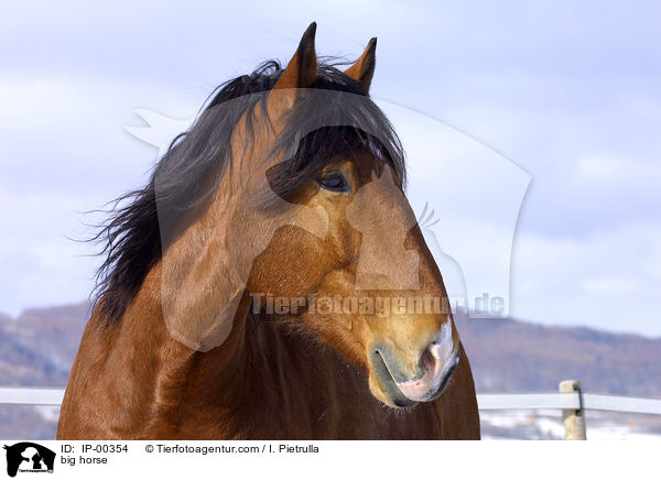 Sddeutsches Kaltblut im Portrait / big horse / IP-00354
