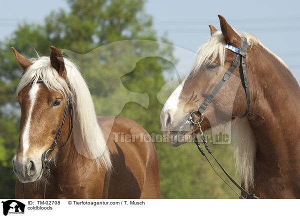 Sddeutsche Kaltblter / coldbloods / TM-02708