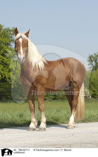 Sddeutsches Kaltblut / coldblood / TM-02711