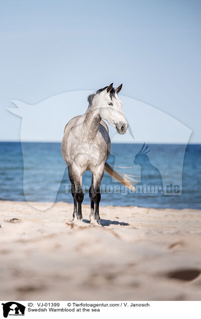 Swedish Warmblood at the sea / VJ-01399