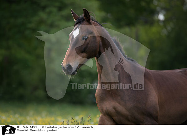 Swedish Warmblood portrait / VJ-01491