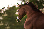 Swedish Warmblood portrait