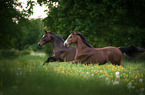 galloping Swedish Warmblood