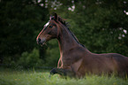 galloping Swedish Warmblood