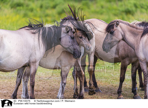 Eurasian wild horse backbreeding / PW-10075
