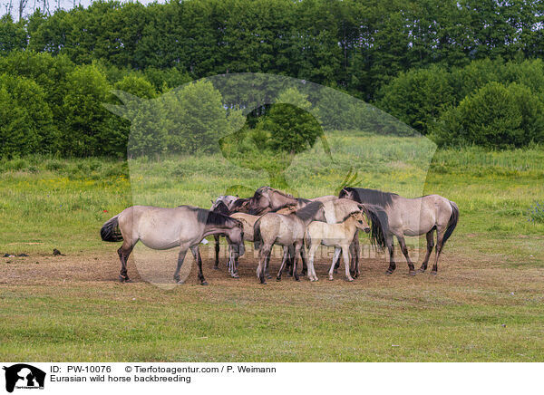 Eurasian wild horse backbreeding / PW-10076
