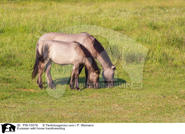 Tarpan Rckzchtung / Eurasian wild horse backbreeding / PW-10078