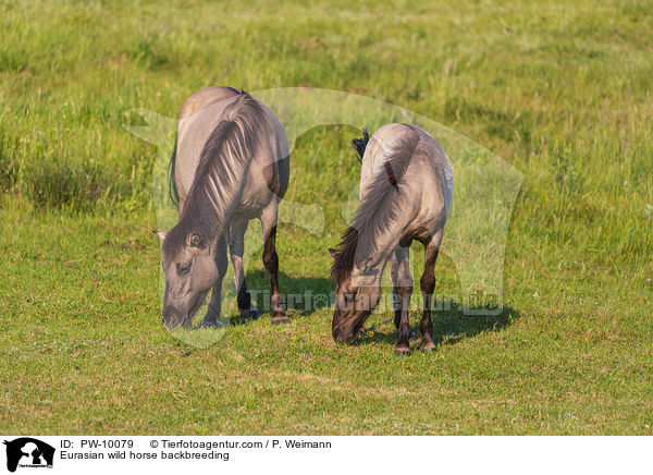Tarpan Rckzchtung / Eurasian wild horse backbreeding / PW-10079