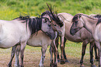 Eurasian wild horse backbreeding