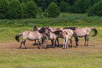 Eurasian wild horse backbreeding