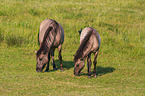 Eurasian wild horse backbreeding