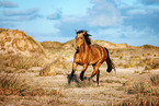 Tennessee Walking Horse